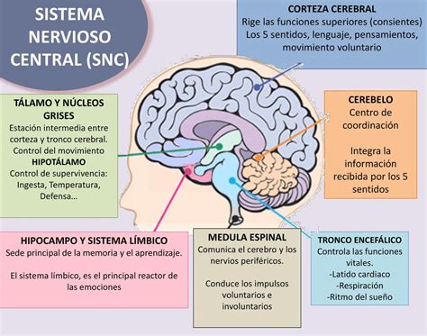 Infografía detallando las áreas del sistema nervioso central afectadas por la esclerosis múltiple y los síntomas asociados.