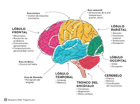 Esquema del cerebro humano mostrando diferentes lóbulos y regiones