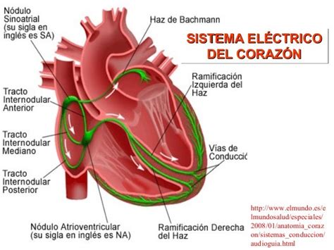 Esquema del sistema eléctrico del corazón mostrando el nodo sinusal y la conducción eléctrica hacia los ventrículos.