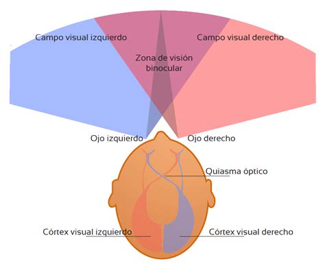 Infografía: Diferencias entre agudeza visual y campo visual