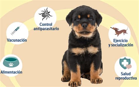 Infografía: Señales de alerta en perros con problemas de salud