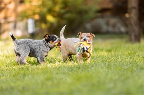 Foto de Patrick Hendry: Cuidador de perros jugando con un grupo de perros