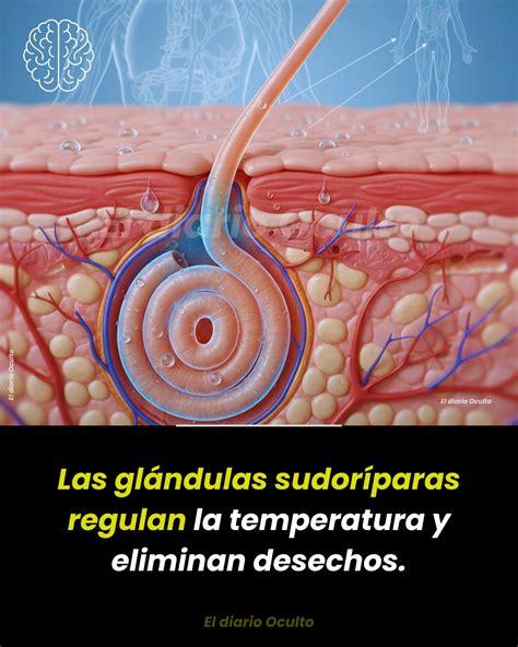 Esquema explicativo sobre la función de las glándulas sudoríparas y la regulación térmica corporal