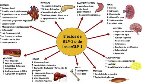 Esquema de acción de los agonistas del receptor GLP-1 en el tratamiento de la diabetes y obesidad