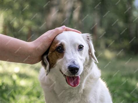 Foto de una persona mayor acariciando a un perro de terapia