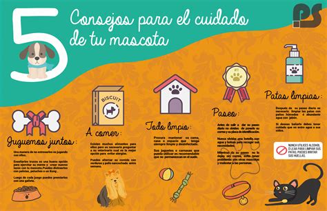 Infografía sobre los cuidados básicos de una mascota