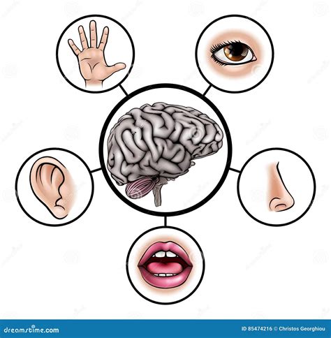 Esquema con los cinco sentidos y la interconexión con el cerebro
