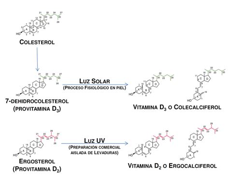 Esquema de la estructura química de la vitamina D y sus precursores