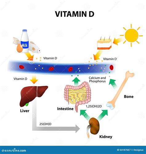 Esquema simplificado del metabolismo de la vitamina D en el cuerpo