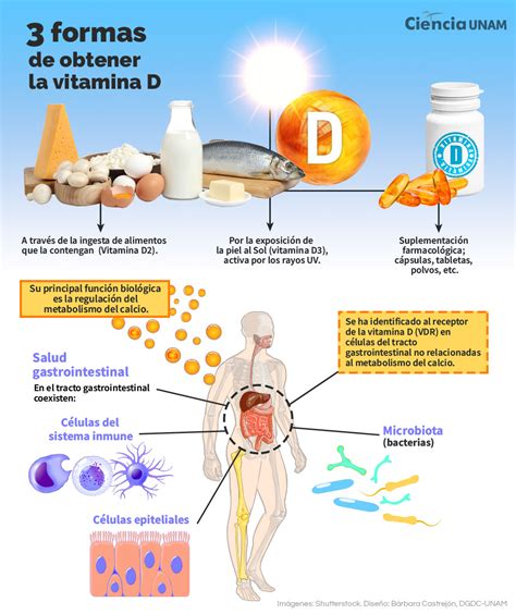 Infografía: Impacto de la deficiencia de vitamina D en el cuerpo humano