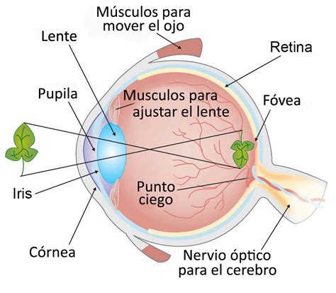 Esquema de las partes del ojo humano y cómo se relaciona con la visión
