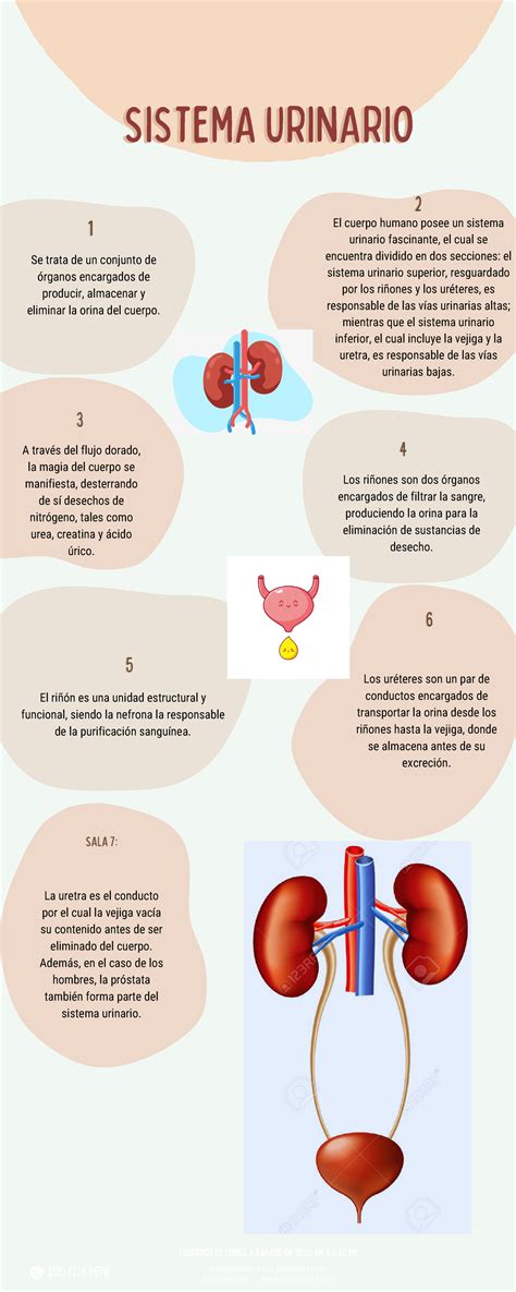 Infografía mostrando el tracto urinario humano y las vías de infección.