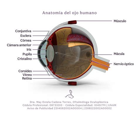 Esquema de las partes del ojo humano y dónde afectan las enfermedades crónicas