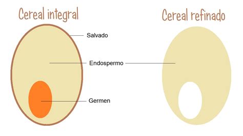 Esquema comparativo de la estructura de un grano integral vs. un grano refinado, mostrando las partes eliminadas en el refinamiento