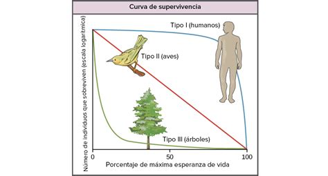Esquema de una curva de supervivencia de tablas de mortalidad