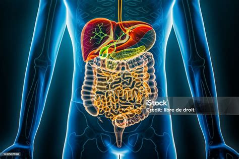 Ilustración esquemática del tracto gastrointestinal humano con indicación de las zonas alta y baja.