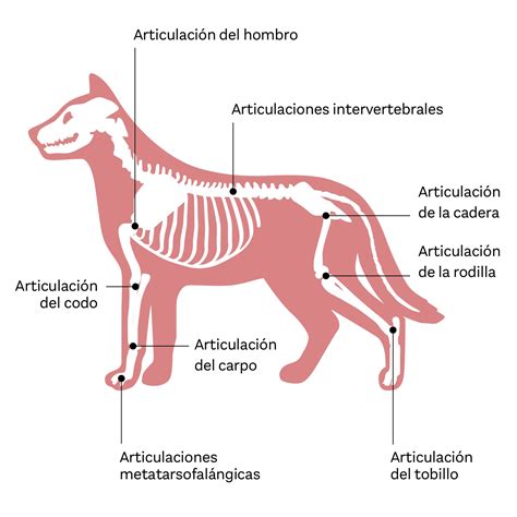 infografía mostrando cambios en el cuerpo del perro senior (metabolismo, articulaciones, digestión)