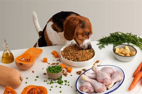 diferentes tipos de alimento para perro: pienso seco, comida húmeda, ingredientes para comida casera