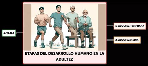 Esquema de las etapas del desarrollo humano, resaltando la adultez temprana