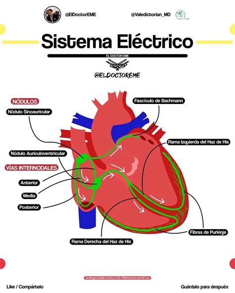 Esquema del corazón humano y su sistema eléctrico