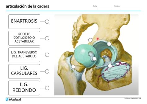 Diagrama anatómico de la articulación de la cadera sana versus cadera con artrosis y desgaste del cartílago