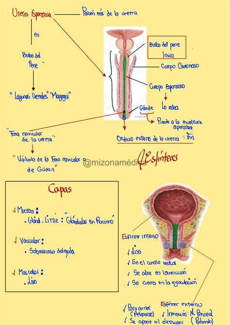 Diagrama de pañales adaptados a la anatomía masculina y femenina