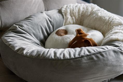 perro anciano durmiendo plácidamente en su cama ortopédica
