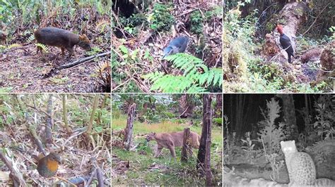 Collage de imágenes de fauna nativa del Biobío: pudú, cisne de cuello negro, puma