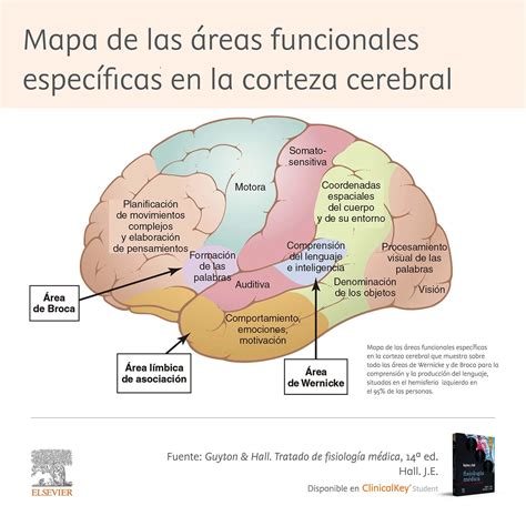 Esquema ilustrativo que muestra las áreas del cerebro afectadas por diferentes tipos de demencia y sus funciones asociadas.