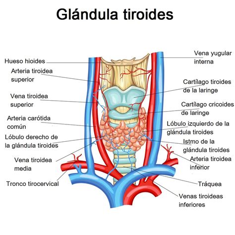 Esquema anatómico de la glándula tiroides situada en la base del cuello, mostrando su relación con la tráquea y las clavículas.