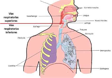 Esquema anatómico que muestra el sistema respiratorio humano: vías aéreas, pulmones, alvéolos y diafragma.