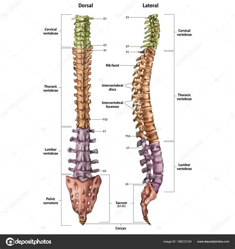 Ilustración de la columna vertebral humana con énfasis en las vértebras lumbares y el nervio ciático.