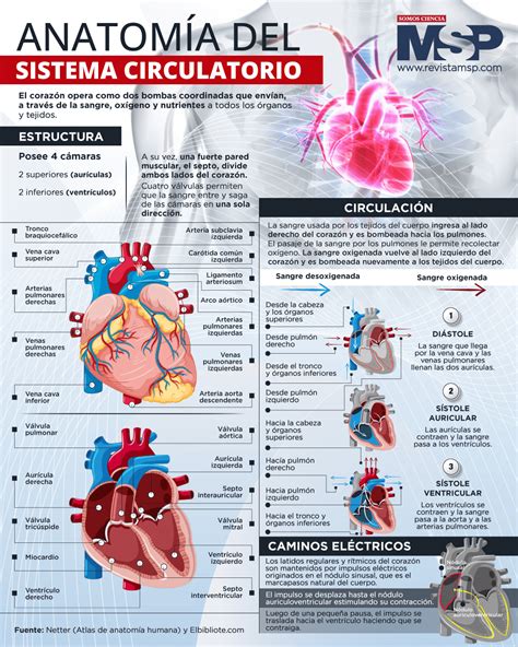 Infografía: Anatomía del corazón y el sistema circulatorio que muestra cómo se genera el pulso