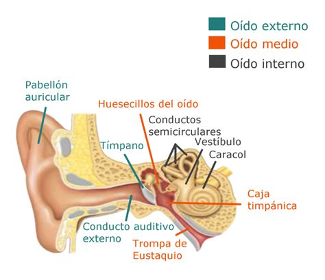 Diagrama del oído interno con otolitos y cómo su desplazamiento causa VPPB