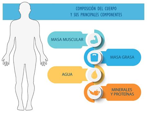Esquema de los cambios en la composición corporal (masa muscular, grasa, agua) con la edad