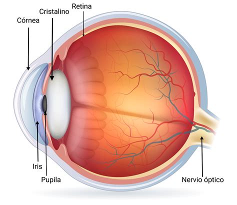 diagrama de ojo humano destacando las partes afectadas por cataratas, glaucoma y degeneración macular