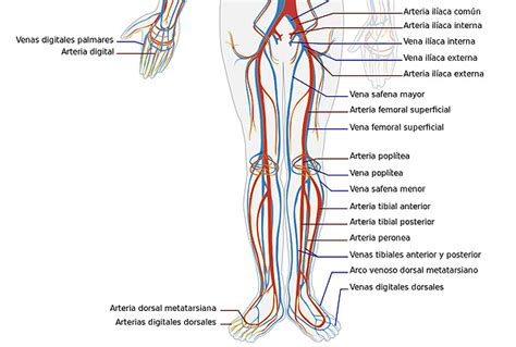 Esquema del sistema circulatorio de las piernas y válvulas venosas