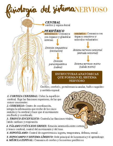 Esquema de la anatomía del sistema nervioso central y periférico