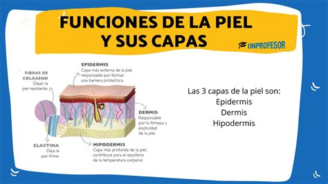 Esquema de las capas de la piel y sus funciones