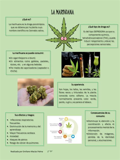 Infografía sobre los riesgos del consumo de cannabis, incluyendo efectos en el corazón, la mente y el sistema respiratorio