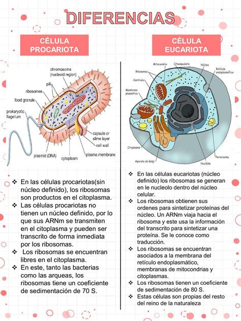 Infografía comparativa: Diferencias entre la obligación alimenticia vitalicia y la limitada por estudios o edad