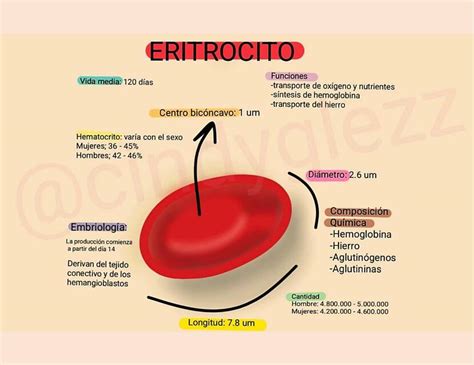 Esquema que muestra la diferencia entre un eritrocito normal y un megaloblasto (eritrocito grande, con núcleo inmaduro)