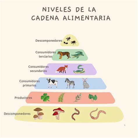 Infografía sobre los distintos componentes de las necesidades alimentarias de un NNA