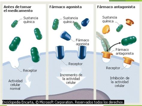 Esquema que ilustra la interacción fármaco-receptor y la respuesta homeostática alterada en el adulto mayor.
