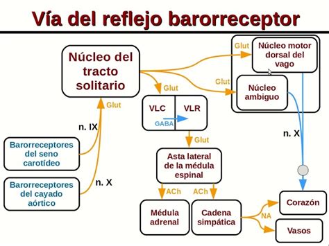 Gráfico comparativo de la respuesta de los barorreceptores en adultos jóvenes vs. adultos mayores ante cambios de postura.