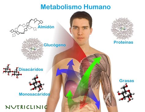 Esquema sobre los procesos metabólicos y la caquexia