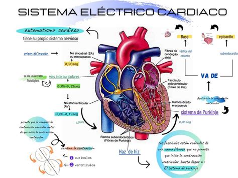 Esquema del sistema eléctrico del corazón