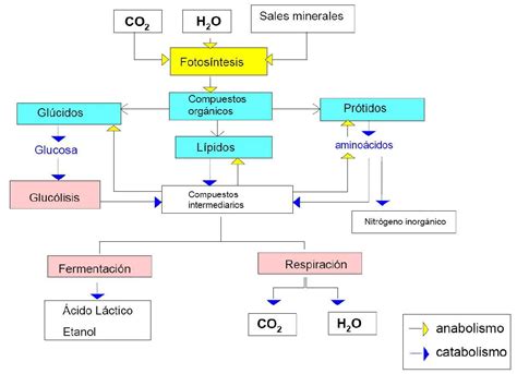 Esquema de las vías metabólicas del paracetamol y sus metabolitos