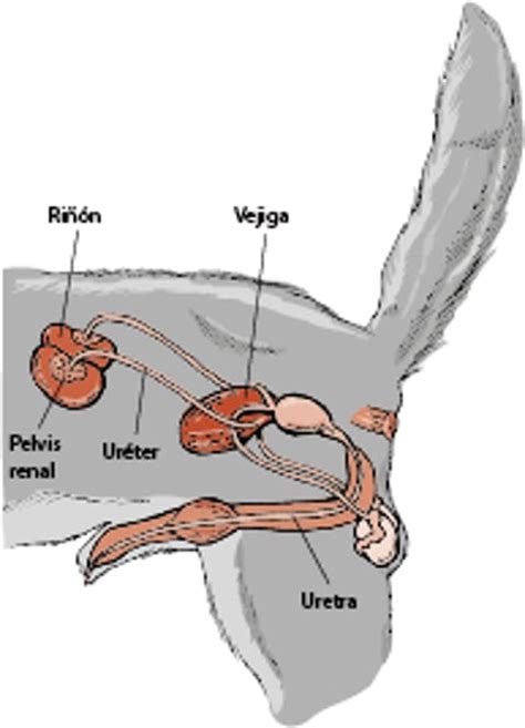 Esquema del sistema urinario canino