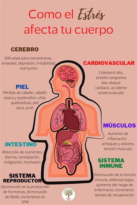 Esquema sobre los efectos del estrés en el cuerpo humano en la adultez media.